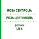 РОЗА ЦЕНТИФОЛІА (ROSA CENTIFOLIA) LM 6 розчин 10 мл - Гомеопатія ARCANA DR.SEWERIN