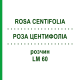 РОЗА ЦЕНТИФОЛІА (ROSA CENTIFOLIA) LM 60 розчин 10 мл - Гомеопатія ARCANA DR.SEWERIN