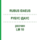 РУБУС ІДАУС (RUBUS IDAEUS) LM 10 розчин 10 мл - Гомеопатія ARCANA DR.SEWERIN