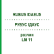 РУБУС ІДАУС (RUBUS IDAEUS) LM 11 розчин 10 мл - Гомеопатія ARCANA DR.SEWERIN