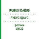 РУБУС ІДАУС (RUBUS IDAEUS) LM 22 розчин 10 мл - Гомеопатія ARCANA DR.SEWERIN