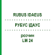 РУБУС ІДАУС (RUBUS IDAEUS) LM 24 розчин 10 мл - Гомеопатія ARCANA DR.SEWERIN