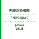 РУБУС ІДАУС (RUBUS IDAEUS) LM 25 розчин 10 мл - Гомеопатія ARCANA DR.SEWERIN