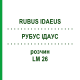 РУБУС ІДАУС (RUBUS IDAEUS) LM 26 розчин 10 мл - Гомеопатія ARCANA DR.SEWERIN
