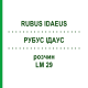 РУБУС ІДАУС (RUBUS IDAEUS) LM 29 розчин 10 мл - Гомеопатія ARCANA DR.SEWERIN
