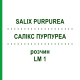 САЛИКС ПУРПУРЕА (SALIX PURPUREA) LM 1 раствор 10 мл - Гомеопатия ARCANA DR.SEWERIN
