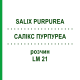 САЛИКС ПУРПУРЕА (SALIX PURPUREA) LM 21 раствор 10 мл - Гомеопатия ARCANA DR.SEWERIN