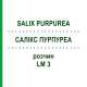 САЛИКС ПУРПУРЕА (SALIX PURPUREA) LM 3 раствор 10 мл - Гомеопатия ARCANA DR.SEWERIN