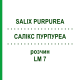 САЛИКС ПУРПУРЕА (SALIX PURPUREA) LM 7 раствор 10 мл - Гомеопатия ARCANA DR.SEWERIN