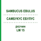 САМБУКУС ЭБУЛУС (SAMBUCUS EBULUS) LM 15 раствор 10 мл - Гомеопатия ARCANA DR.SEWERIN