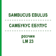 САМБУКУС ЭБУЛУС (SAMBUCUS EBULUS) LM 23 раствор 10 мл - Гомеопатия ARCANA DR.SEWERIN