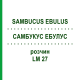 САМБУКУС ЭБУЛУС (SAMBUCUS EBULUS) LM 27 раствор 10 мл - Гомеопатия ARCANA DR.SEWERIN