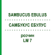 САМБУКУС ЭБУЛУС (SAMBUCUS EBULUS) LM 7 раствор 10 мл - Гомеопатия ARCANA DR.SEWERIN