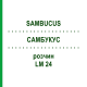 САМБУКУС (SAMBUCUS) LM 24 раствор 10 мл - Гомеопатия ARCANA DR.SEWERIN