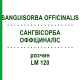 САНГВИСОРБА ОФФИЦИНАЛИС (SANGUISORBA OFFICINALIS) LM 120 раствор 10 мл - Гомеопатия ARCANA DR.SEWERIN
