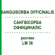 САНГВИСОРБА ОФФИЦИНАЛИС (SANGUISORBA OFFICINALIS) LM 36 раствор 10 мл - Гомеопатия ARCANA DR.SEWERIN