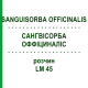 САНГВИСОРБА ОФФИЦИНАЛИС (SANGUISORBA OFFICINALIS) LM 45 раствор 10 мл - Гомеопатия ARCANA DR.SEWERIN