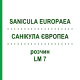 САНИКУЛА ЕВРОПЕА (SANICULA EUROPAEA) LM 7 раствор 10 мл - Гомеопатия ARCANA DR.SEWERIN