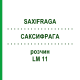 САКСИФРАГА (SAXIFRAGA) LM 11 раствор 10 мл - Гомеопатия ARCANA DR.SEWERIN