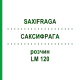 САКСИФРАГА (SAXIFRAGA) LM 120 раствор 10 мл - Гомеопатия ARCANA DR.SEWERIN