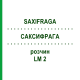 САКСИФРАГА (SAXIFRAGA) LM 2 раствор 10 мл - Гомеопатия ARCANA DR.SEWERIN