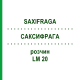 САКСИФРАГА (SAXIFRAGA) LM 20 раствор 10 мл - Гомеопатия ARCANA DR.SEWERIN