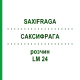 САКСИФРАГА (SAXIFRAGA) LM 24 раствор 10 мл - Гомеопатия ARCANA DR.SEWERIN