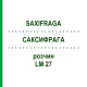 САКСИФРАГА (SAXIFRAGA) LM 27 раствор 10 мл - Гомеопатия ARCANA DR.SEWERIN