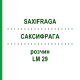 САКСИФРАГА (SAXIFRAGA) LM 29 раствор 10 мл - Гомеопатия ARCANA DR.SEWERIN