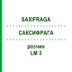 САКСИФРАГА (SAXIFRAGA) LM 3 раствор 10 мл - Гомеопатия ARCANA DR.SEWERIN