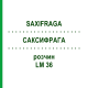 САКСИФРАГА (SAXIFRAGA) LM 36 раствор 10 мл - Гомеопатия ARCANA DR.SEWERIN