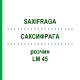 САКСИФРАГА (SAXIFRAGA) LM 45 раствор 10 мл - Гомеопатия ARCANA DR.SEWERIN