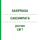 САКСИФРАГА (SAXIFRAGA) LM 7 раствор 10 мл - Гомеопатия ARCANA DR.SEWERIN