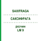 САКСИФРАГА (SAXIFRAGA) LM 9 раствор 10 мл - Гомеопатия ARCANA DR.SEWERIN