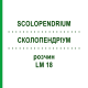 СКОЛОПЕНДРИУМ (SCOLOPENDRIUM) LM 18 раствор 10 мл - Гомеопатия ARCANA DR.SEWERIN