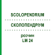 СКОЛОПЕНДРИУМ (SCOLOPENDRIUM) LM 24 раствор 10 мл - Гомеопатия ARCANA DR.SEWERIN