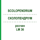 СКОЛОПЕНДРИУМ (SCOLOPENDRIUM) LM 36 раствор 10 мл - Гомеопатия ARCANA DR.SEWERIN