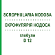 СКРОФУЛЯРІЯ НОДОСА (SCROPHULARIA NODOSA) D 12 глобули 10 г - Гомеопатія DR.RECKEWEG