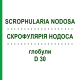 СКРОФУЛЯРІЯ НОДОСА (SCROPHULARIA NODOSA) D 30 глобули 10 г - Гомеопатія DR.RECKEWEG