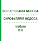 СКРОФУЛЯРИЯ НОДОСА (SCROPHULARIA NODOSA) D 6 глобули 10 г - Гомеопатия DHU