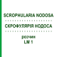 СКРОФУЛЯРИЯ НОДОСА (SCROPHULARIA NODOSA) LM 1 раствор 10 мл - Гомеопатия ARCANA DR.SEWERIN