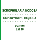 СКРОФУЛЯРИЯ НОДОСА (SCROPHULARIA NODOSA) LM 10 раствор 10 мл - Гомеопатия ARCANA DR.SEWERIN