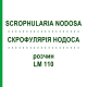 СКРОФУЛЯРИЯ НОДОСА (SCROPHULARIA NODOSA) LM 110 раствор 10 мл - Гомеопатия ARCANA DR.SEWERIN