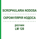 СКРОФУЛЯРИЯ НОДОСА (SCROPHULARIA NODOSA) LM 120 раствор 10 мл - Гомеопатия ARCANA DR.SEWERIN