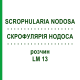 СКРОФУЛЯРИЯ НОДОСА (SCROPHULARIA NODOSA) LM 13 раствор 10 мл - Гомеопатия ARCANA DR.SEWERIN
