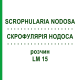 СКРОФУЛЯРИЯ НОДОСА (SCROPHULARIA NODOSA) LM 15 раствор 10 мл - Гомеопатия ARCANA DR.SEWERIN