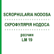 СКРОФУЛЯРИЯ НОДОСА (SCROPHULARIA NODOSA) LM 19 раствор 10 мл - Гомеопатия ARCANA DR.SEWERIN