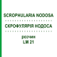 СКРОФУЛЯРИЯ НОДОСА (SCROPHULARIA NODOSA) LM 21 раствор 10 мл - Гомеопатия ARCANA DR.SEWERIN