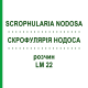 СКРОФУЛЯРИЯ НОДОСА (SCROPHULARIA NODOSA) LM 22 раствор 10 мл - Гомеопатия ARCANA DR.SEWERIN