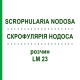 СКРОФУЛЯРИЯ НОДОСА (SCROPHULARIA NODOSA) LM 23 раствор 10 мл - Гомеопатия ARCANA DR.SEWERIN